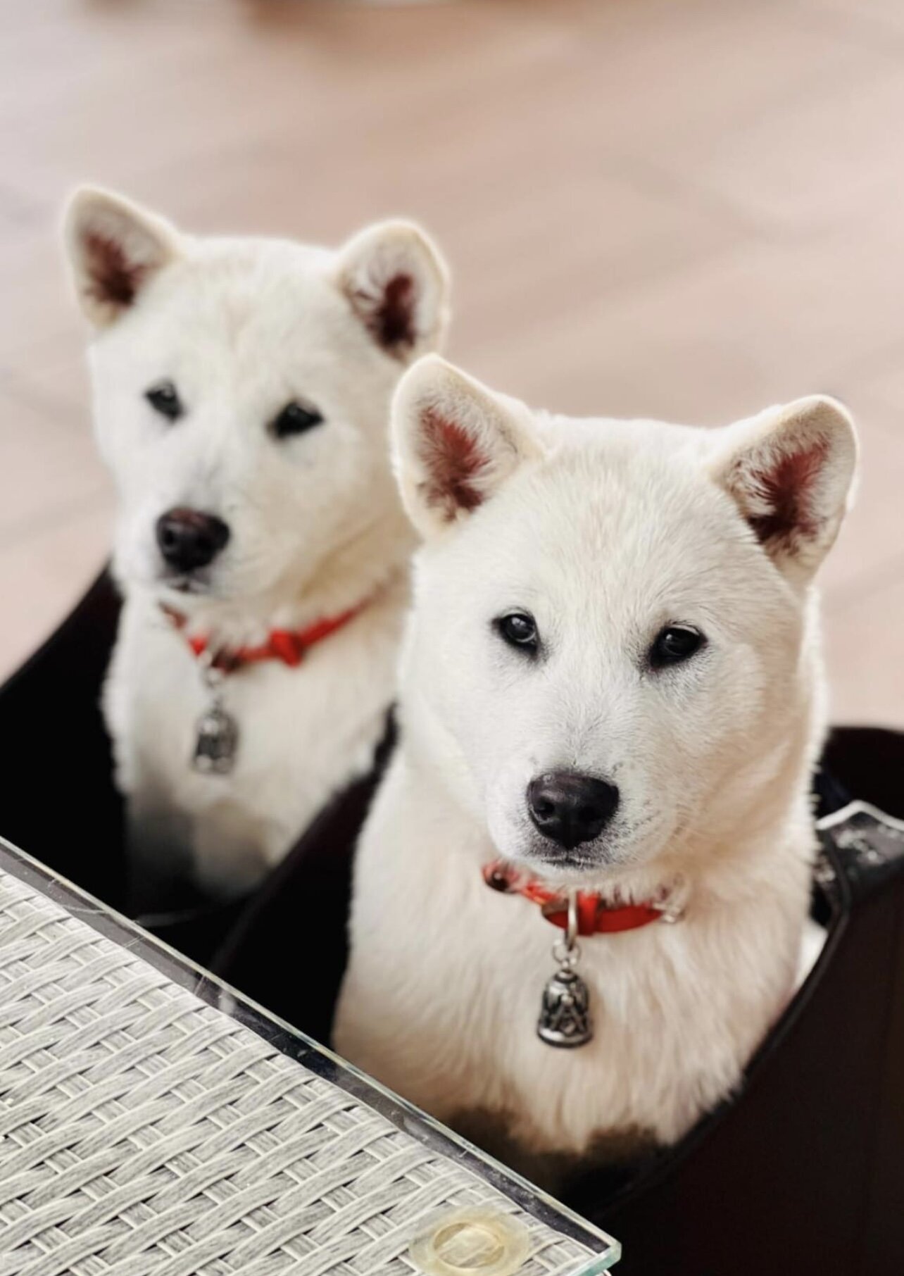フォトギャラリー – 公益社団法人 日本犬保存会