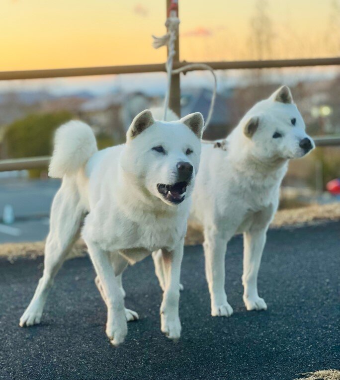 日本犬名犬写真集 廃盤 レア 往古日本犬 写真集 - メルカリ