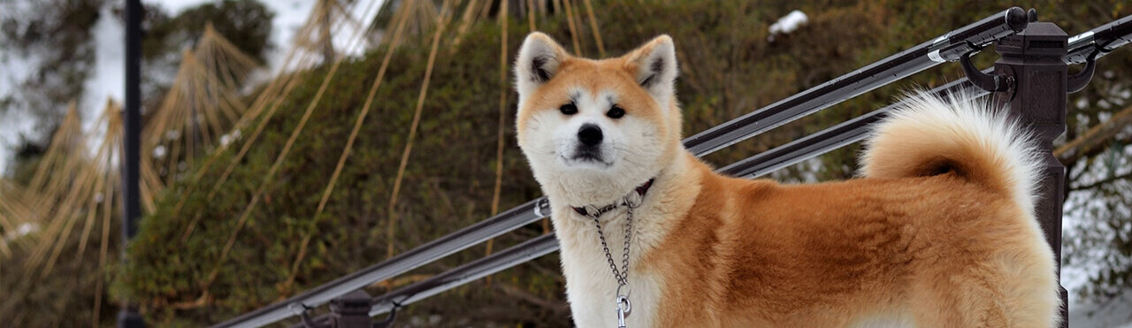 フォトギャラリー – 公益社団法人 日本犬保存会