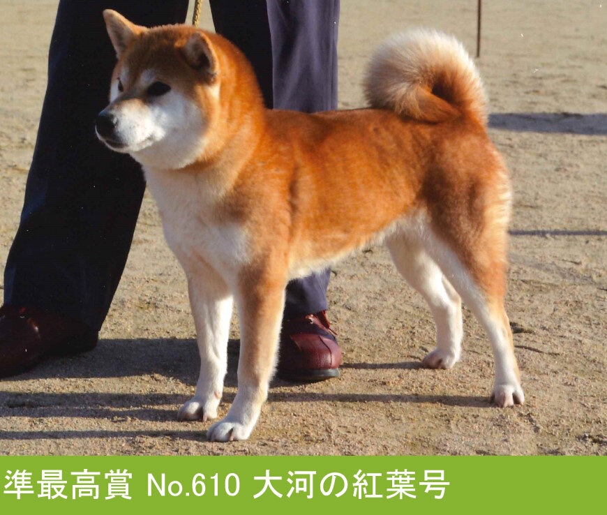 秋田犬 写真集合 名犬(山崎 響 白州 検索用) （秋田犬 | STORES）