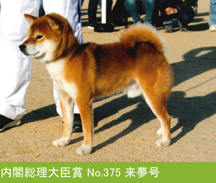 118回 全国展覧会 入賞犬写真 – 公益社団法人 日本犬保存会