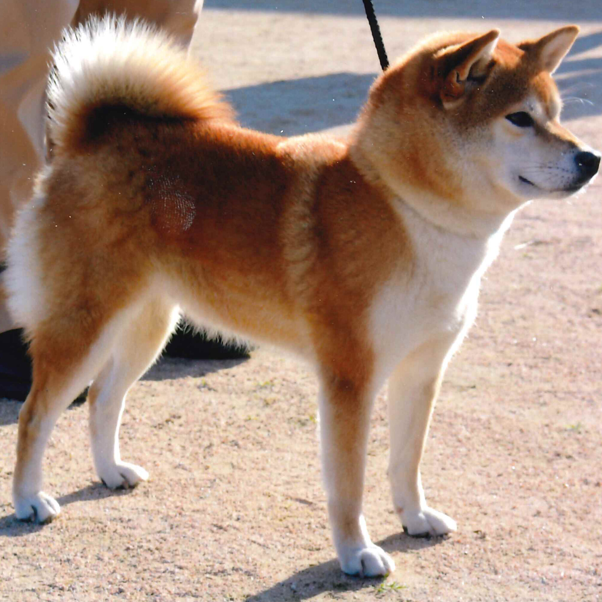 120回 全国展覧会 入賞犬写真 – 公益社団法人 日本犬保存会