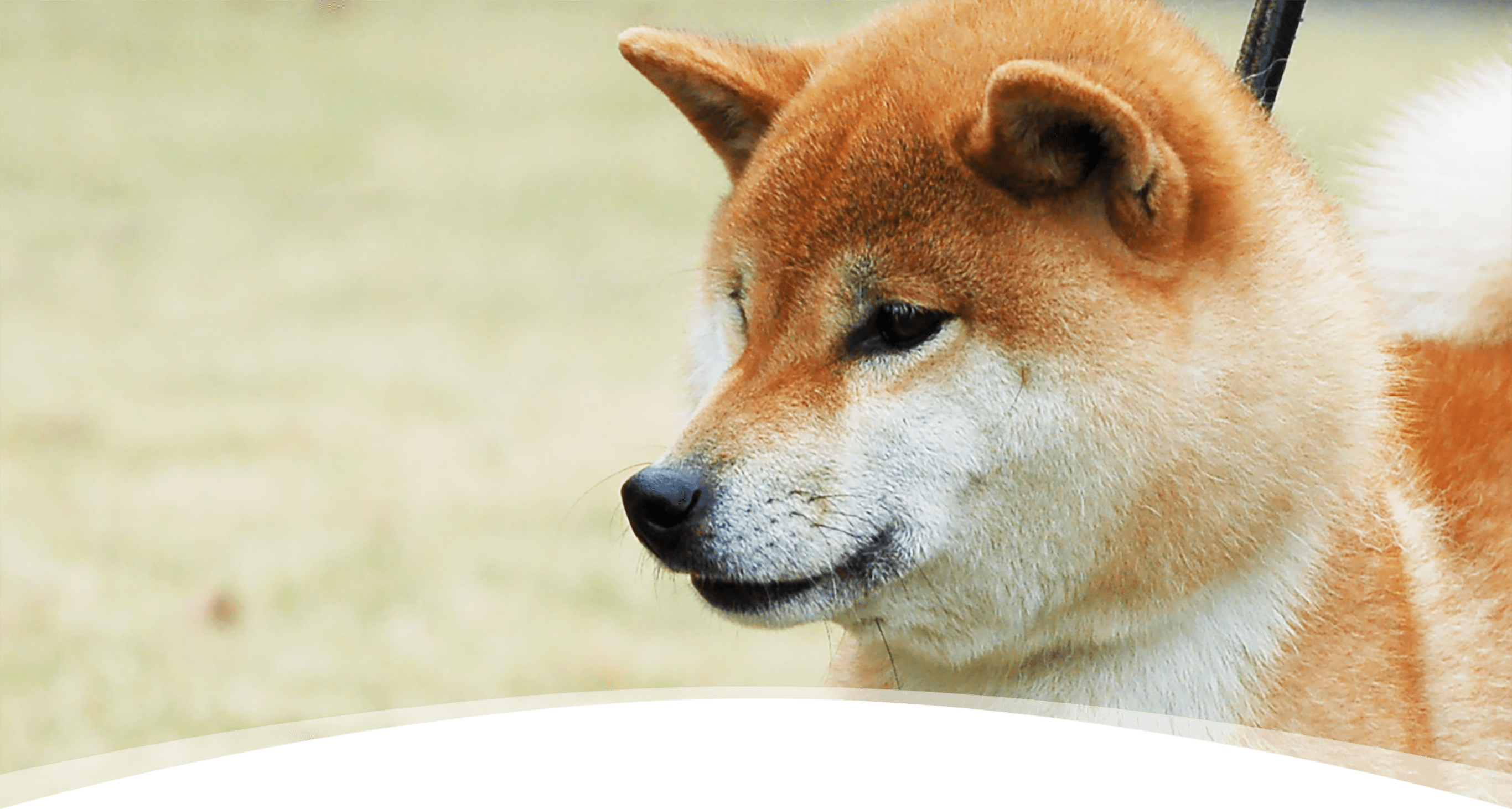 日本柴犬（Shiba）的历史、种类、DNA和名字由来 - 柴豆豆柴犬