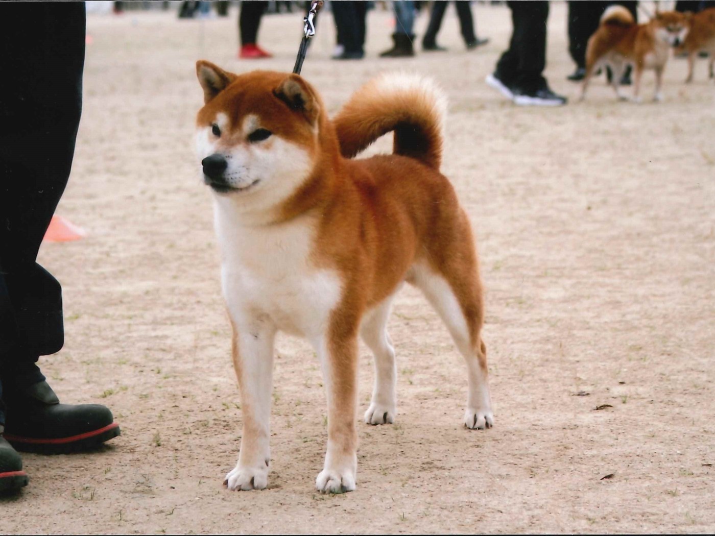 116回 全国展覧会 入賞犬写真 公益社団法人 日本犬保存会