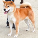 116回 全国展覧会 入賞犬写真 公益社団法人 日本犬保存会 116回 全国展覧会 入賞犬写真 公益社団法人 日本犬保存会