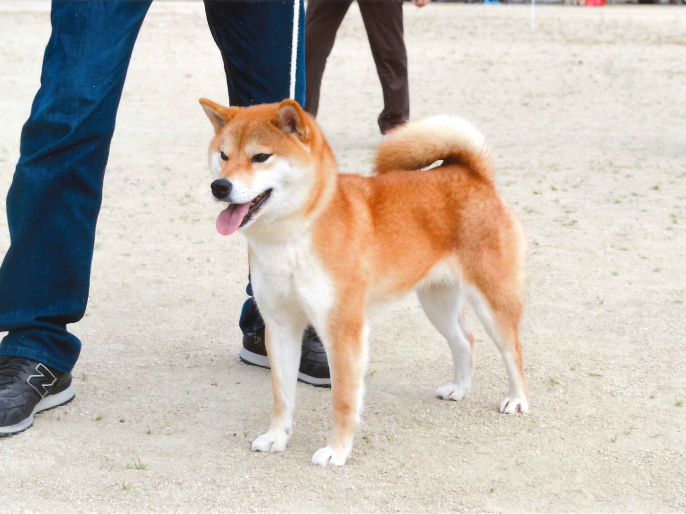 116回 全国展覧会 入賞犬写真 公益社団法人 日本犬保存会
