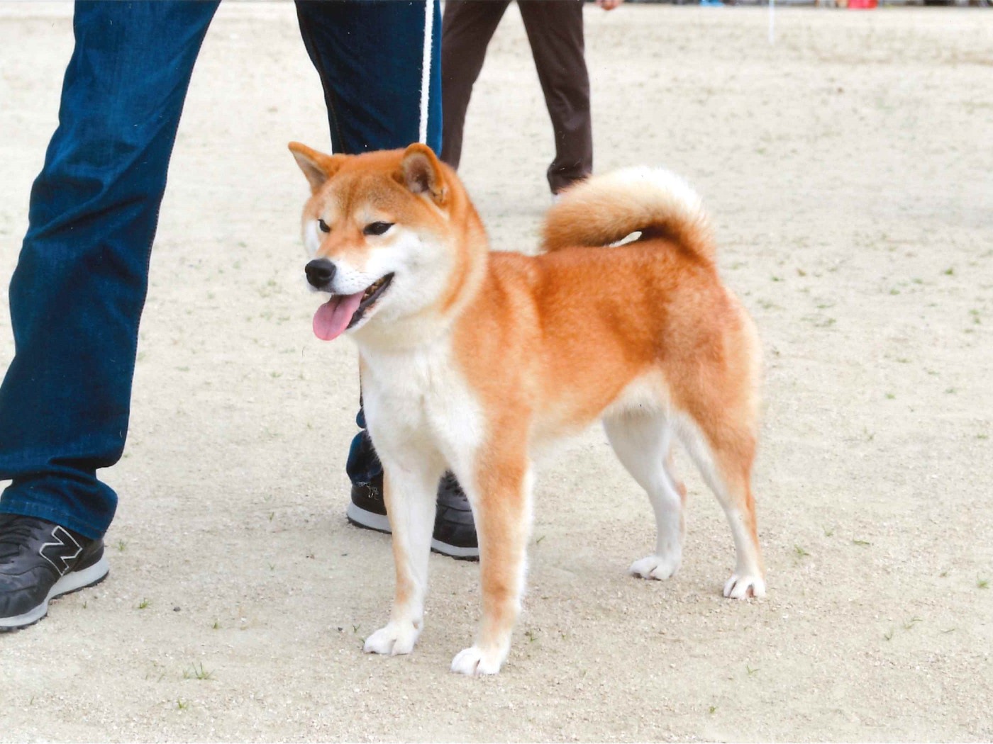116回 全国展覧会 入賞犬写真 公益社団法人 日本犬保存会 116回 全国展覧会 入賞犬写真 公益社団法人 日本犬保存会