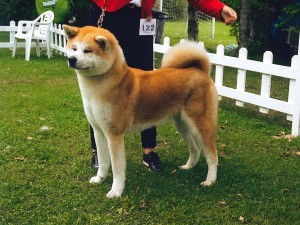 BOS_PIMIKOGO NAMITORI