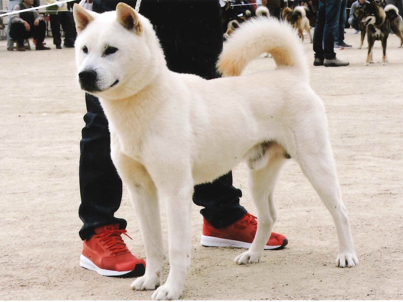 116回 全国展覧会 入賞犬写真 公益社団法人 日本犬保存会 116回 全国展覧会 入賞犬写真 公益社団法人 日本犬保存会