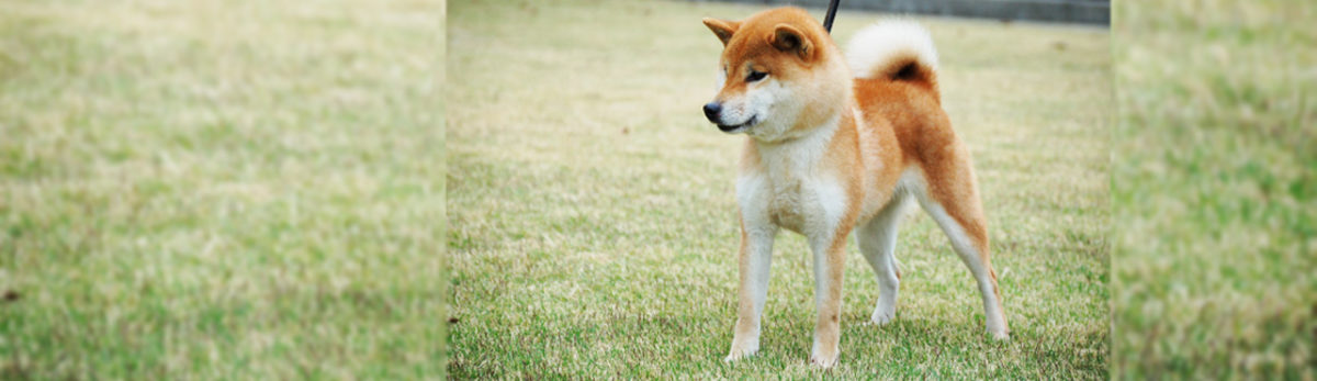 柴犬 公益社団法人 日本犬保存会